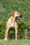 BOERBULL 085